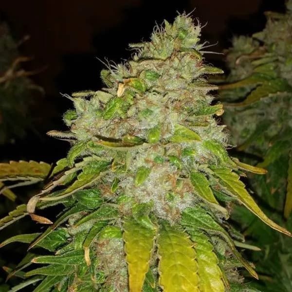 Amnesia Haze
