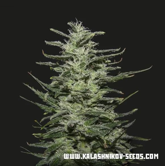 Amnesia Molotov
