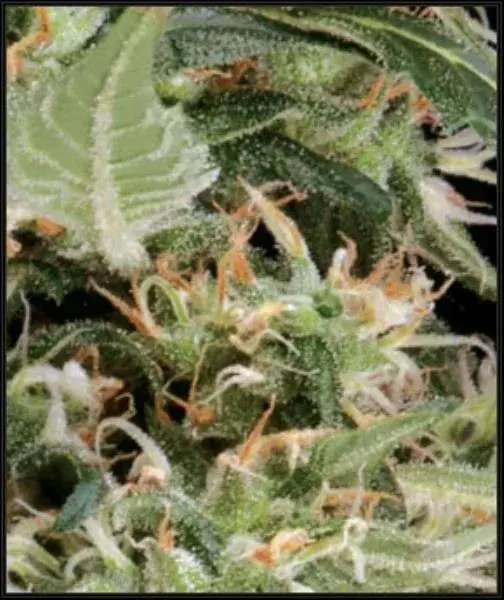 Arjan's Ultra Haze 1