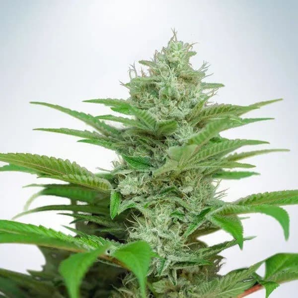 Auto CBD Star