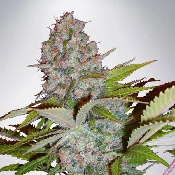 Auto Cheese NL