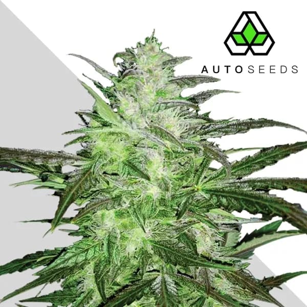 Auto Chemdog