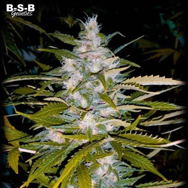 Auto Critical+