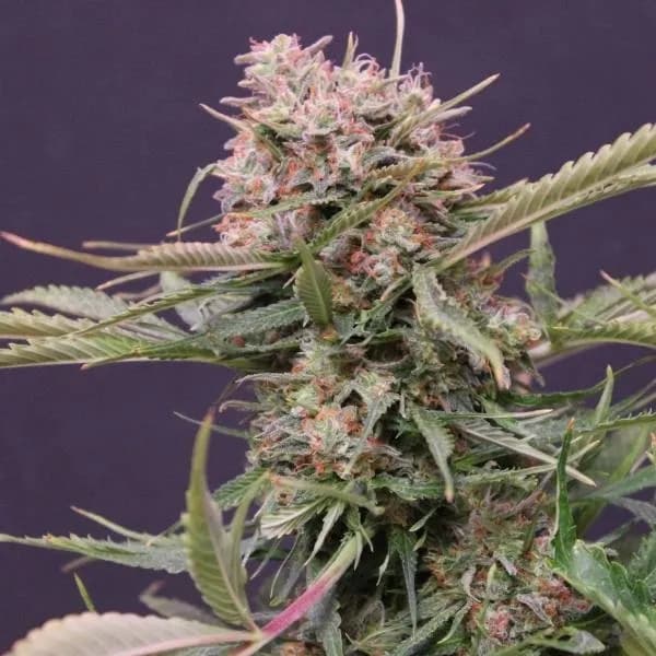 Auto Gigabud