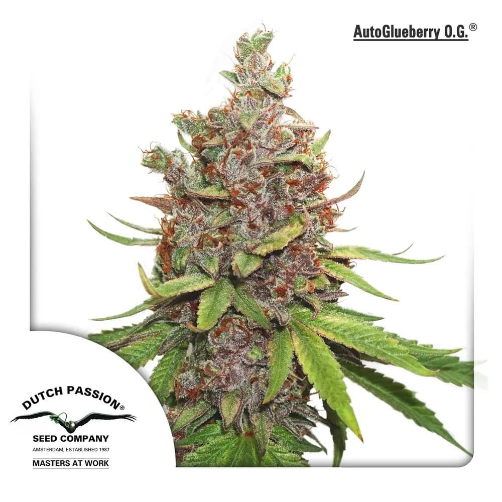 Auto Glueberry OG