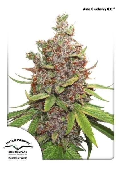 Auto Glueberry OG