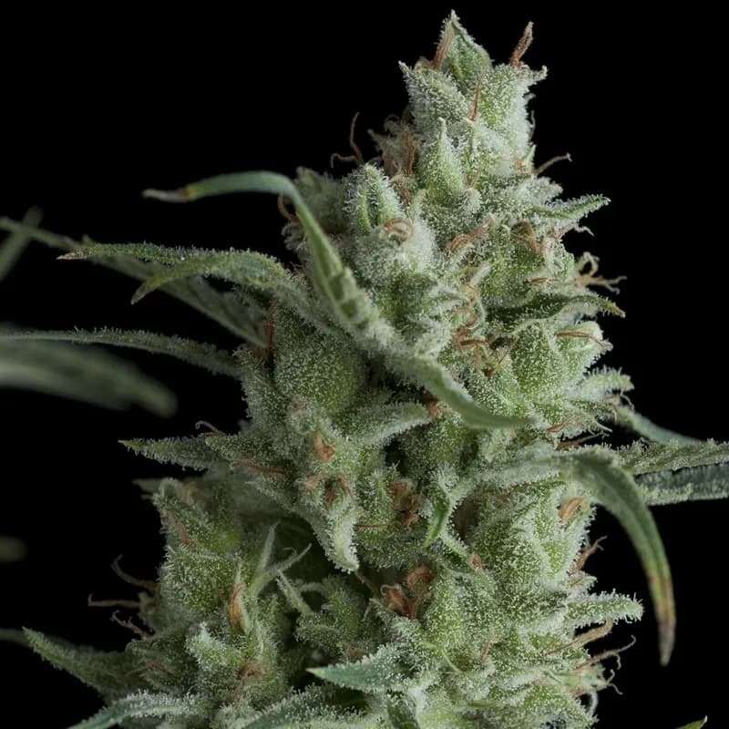Auto Kryptonite
