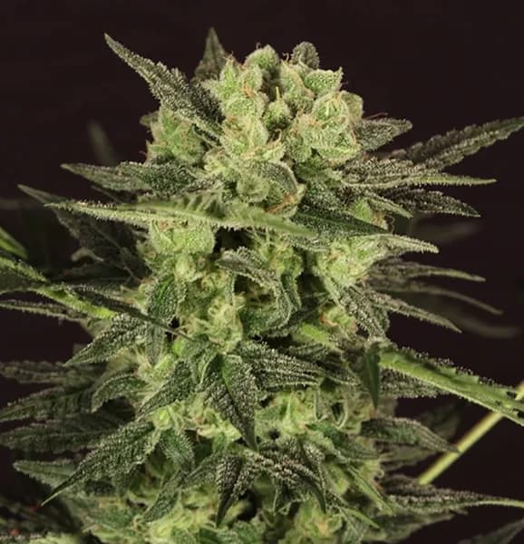 AUTO MK-Ultra® Kush