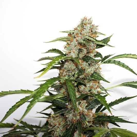 Auto Orange Bud