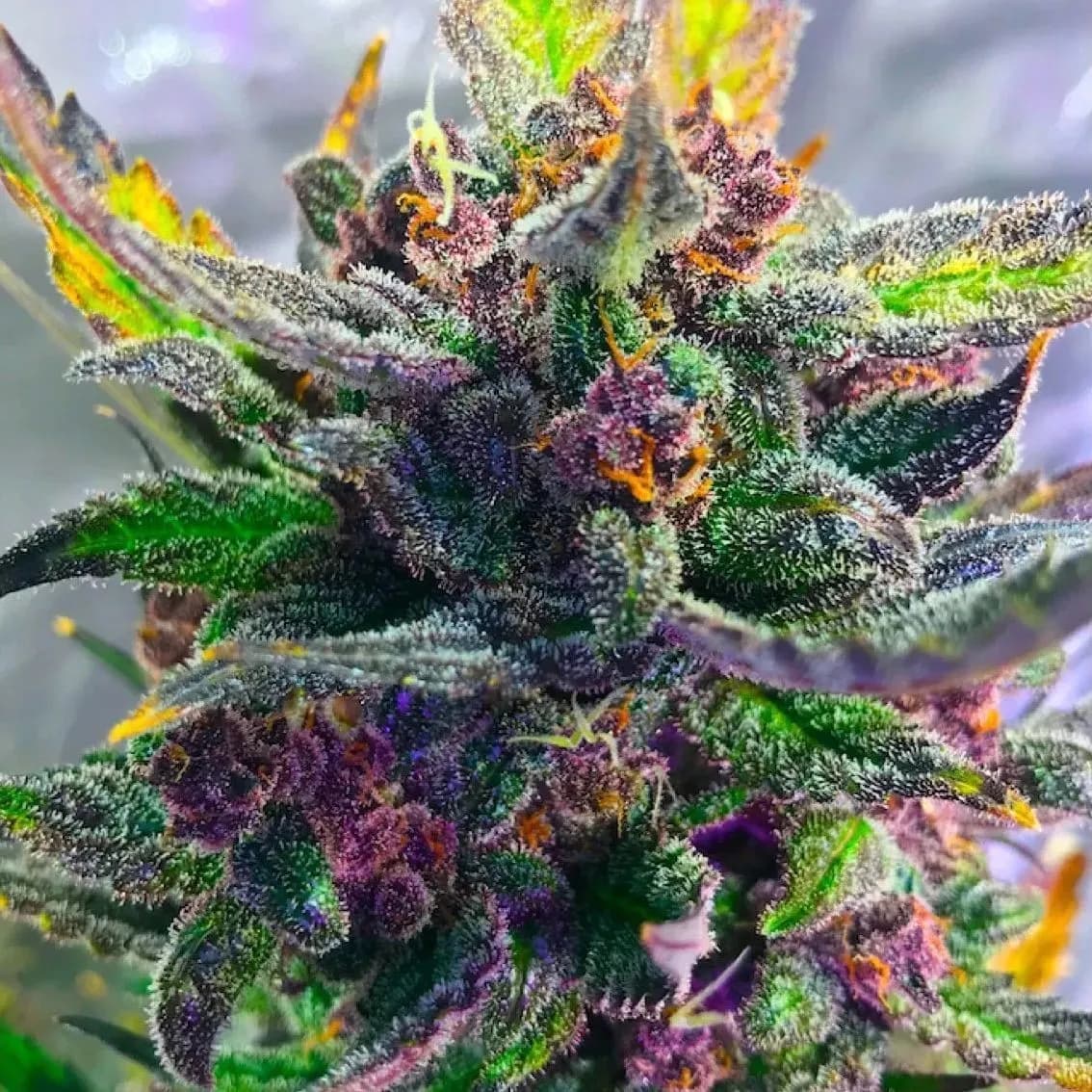 Auto Strawberry Milkshake