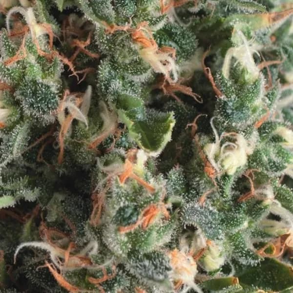 Auto Super OG Kush