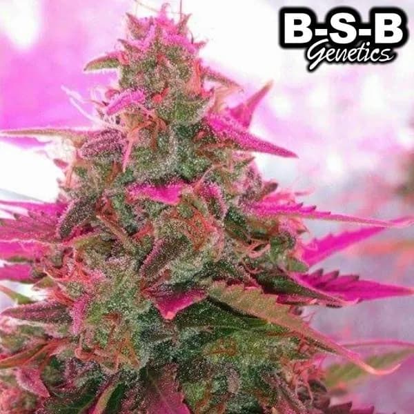 Auto Sweet Tooth