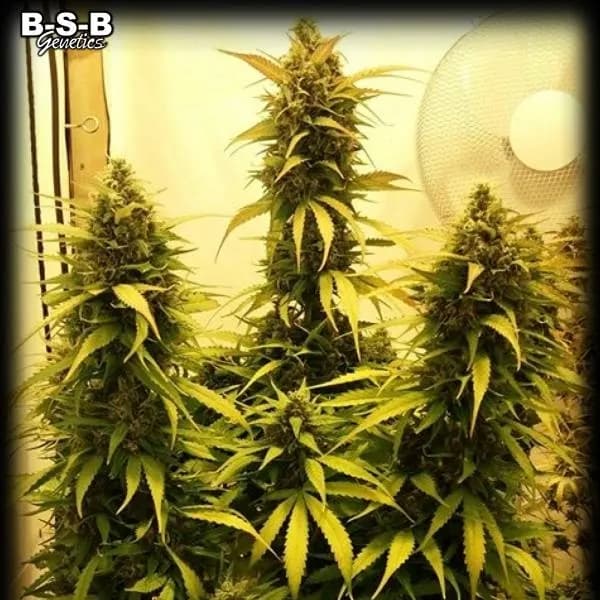 Auto Sweet Tooth