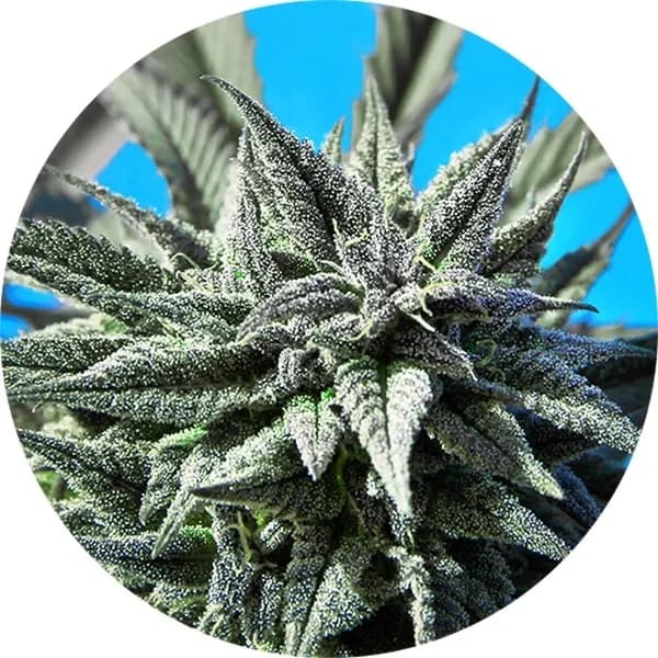 Auto Tao Blueberry