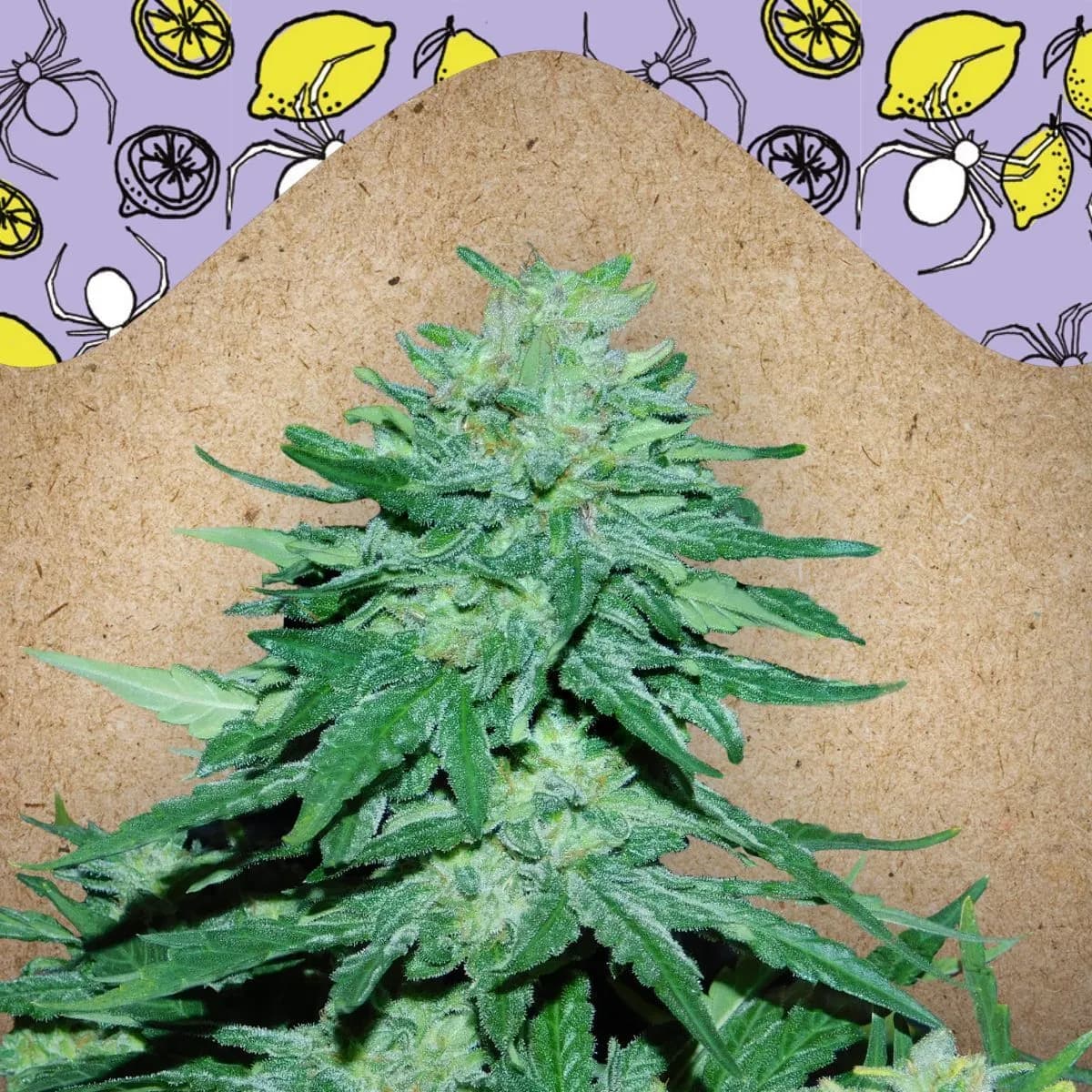 Auto White Widow x Big Bud