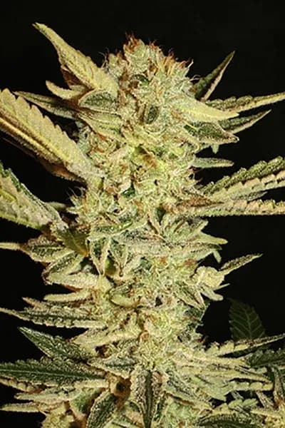 Autoflower Fini