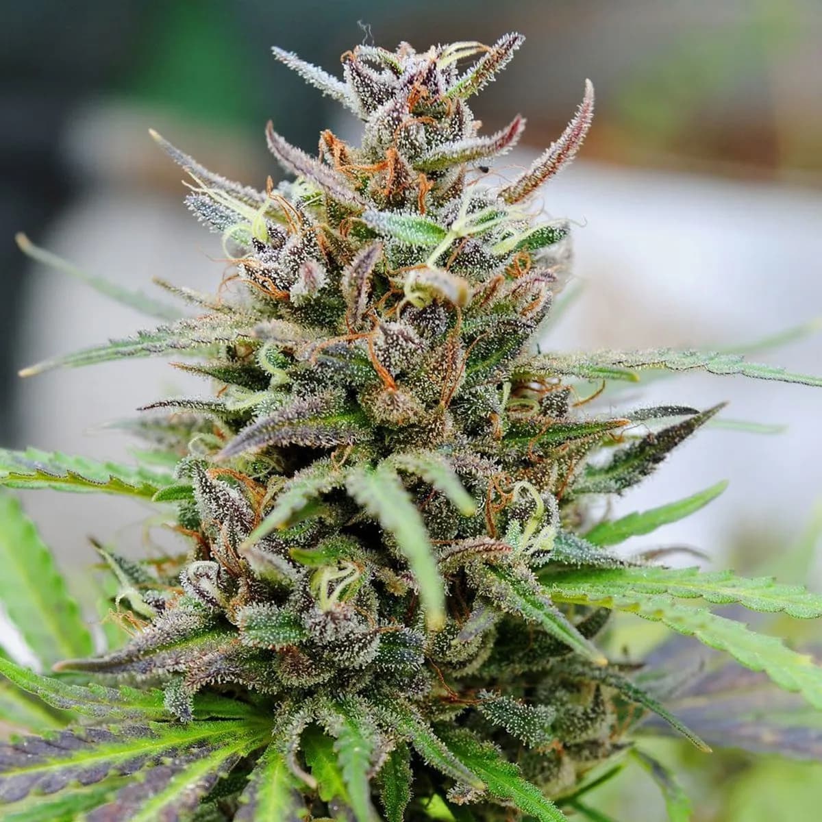 Baby Boom Auto