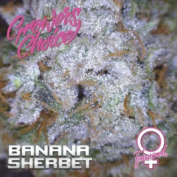 Banana Sherbet