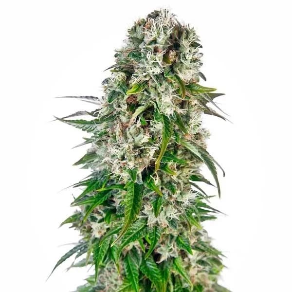 Big Bud Autoflower
