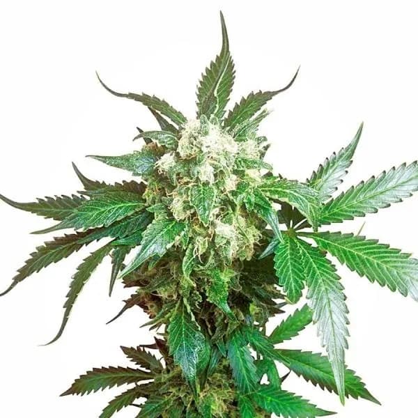 Black Domina