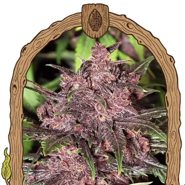 Black Haze