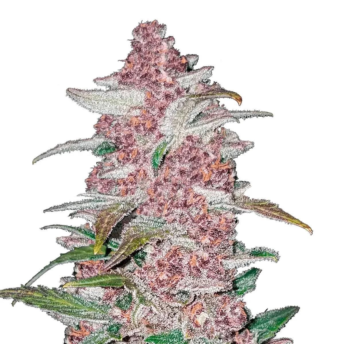 Blackberry Auto