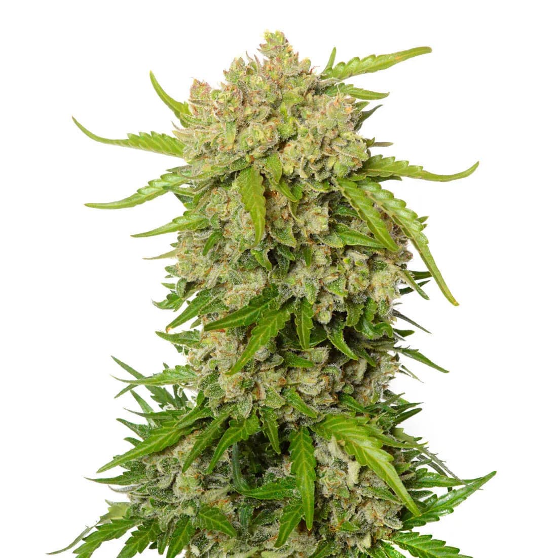 Blue Amnesia Autoflower