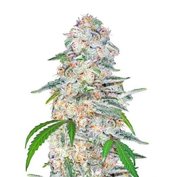 Blue Dream'matic