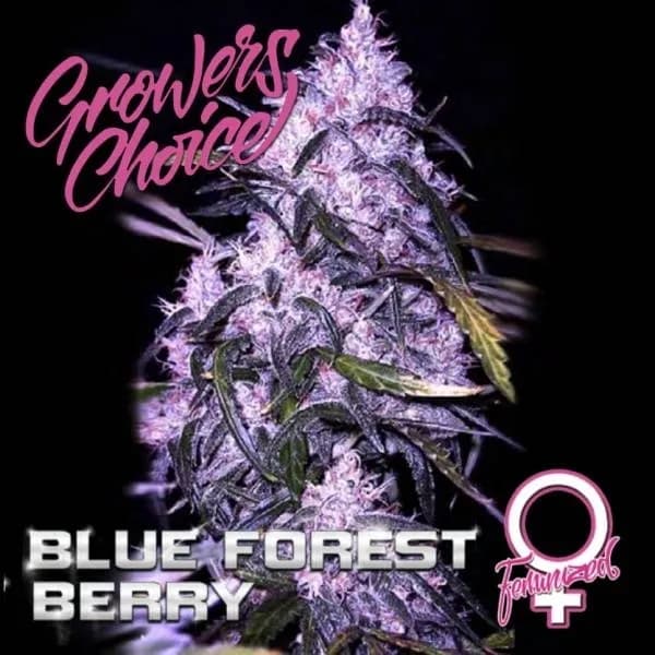 Blue Forest Berry