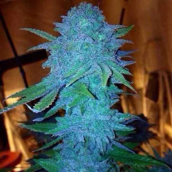 Blue Forest Berry