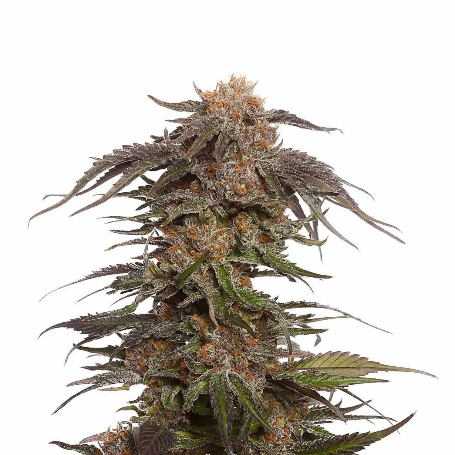 Blue Magic