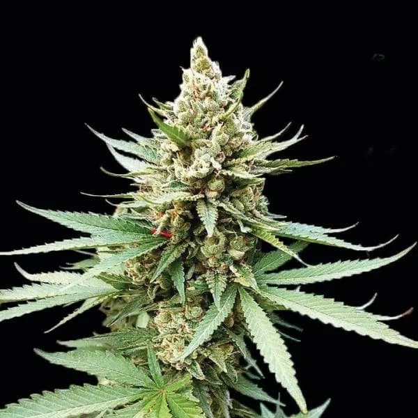 Blue OG