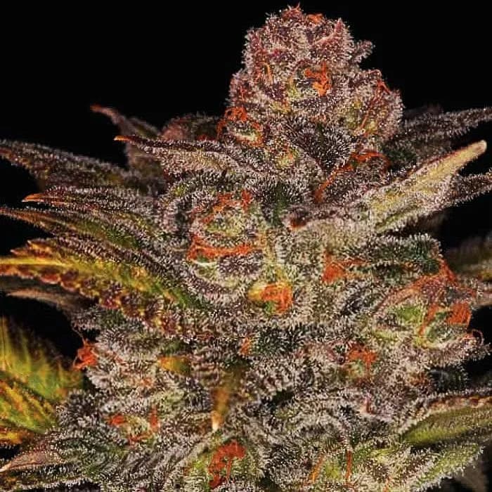 Blueberry Glue Auto