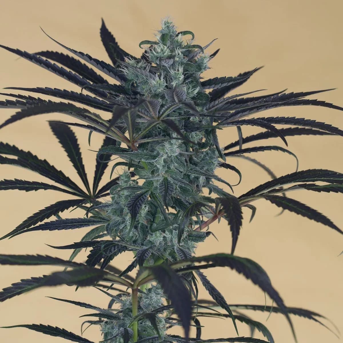 Blueberry Headband