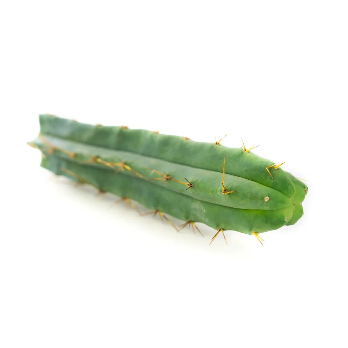 Tocha Boliviana (Echinopsis lageniformis)