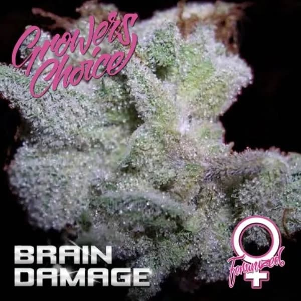 Brain Damage