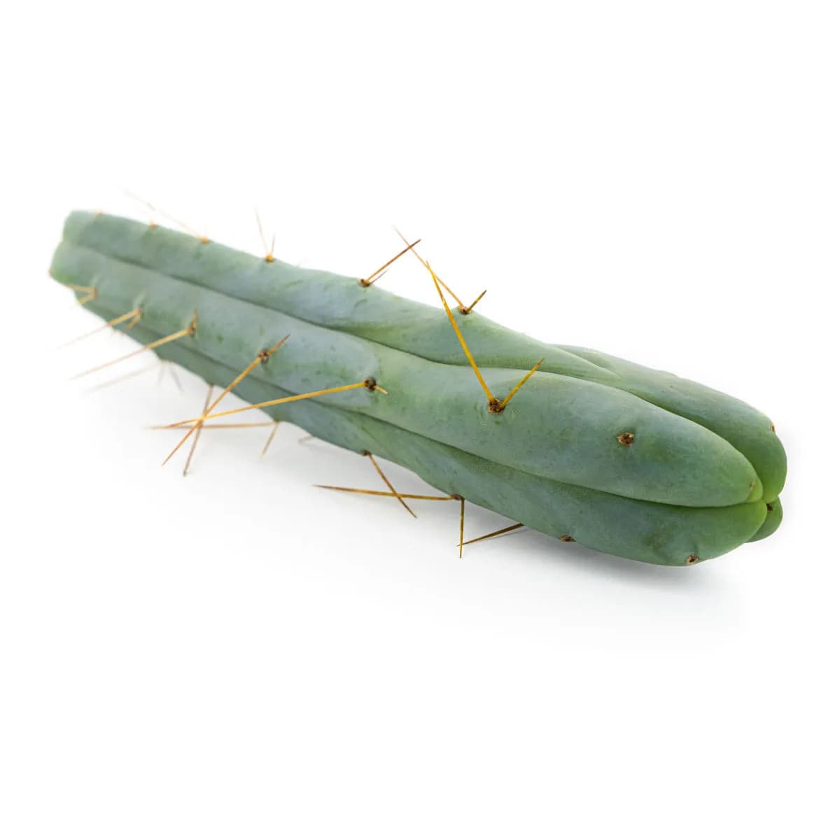 Cacto dos Quatro Ventos