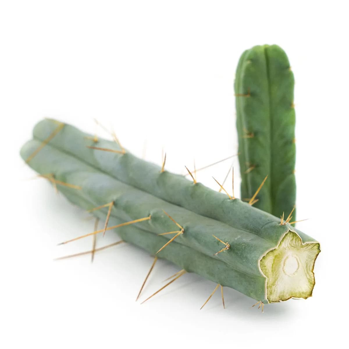 Cacto dos Quatro Ventos