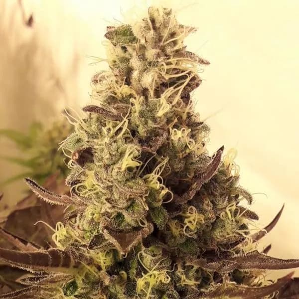 Cali Cookies