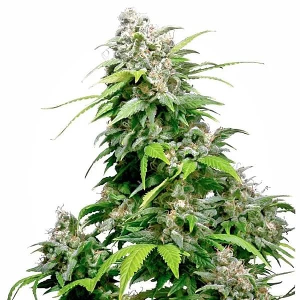 California Indica