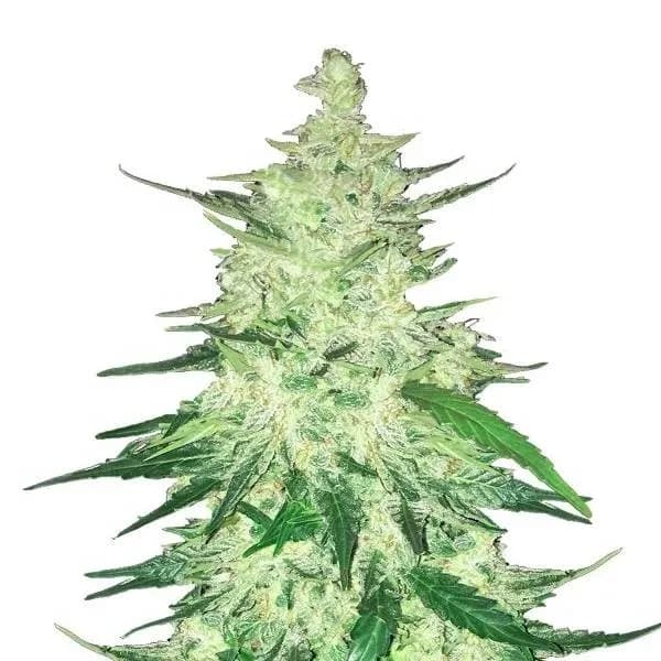 CBD Auto 1:1