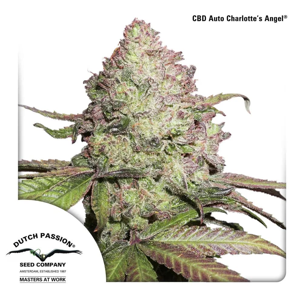 CBD Auto Charlotte's Angel