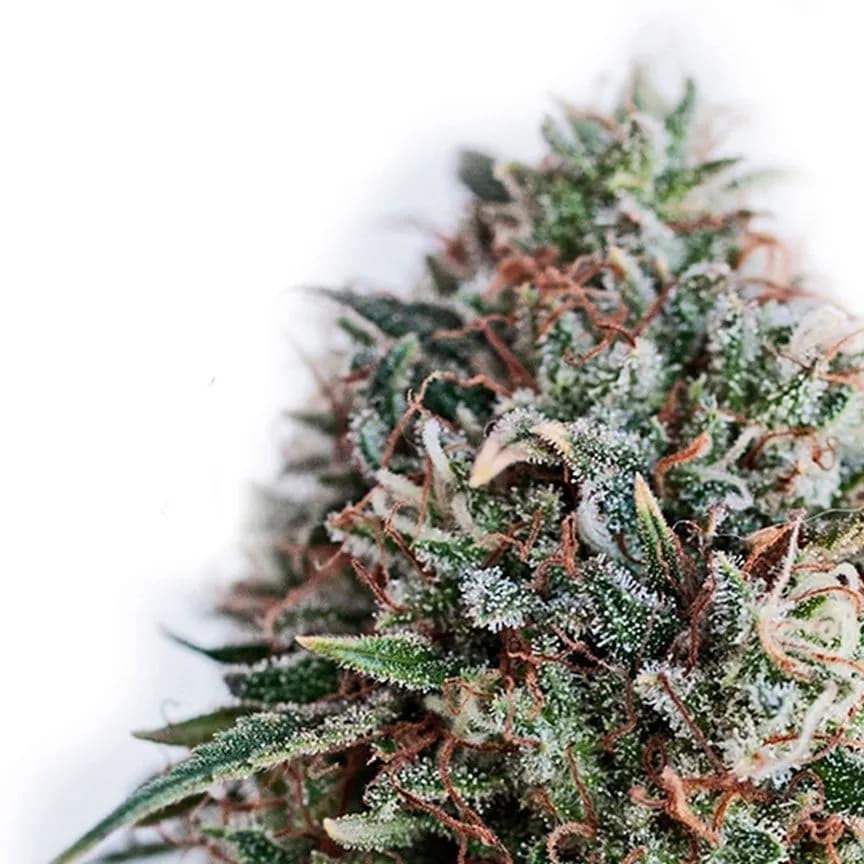 CBD+ Critical 47