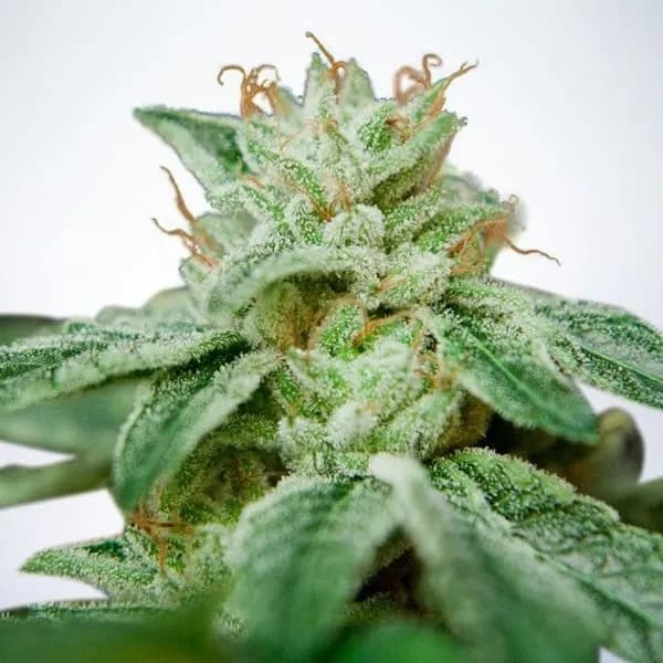 CBD Star