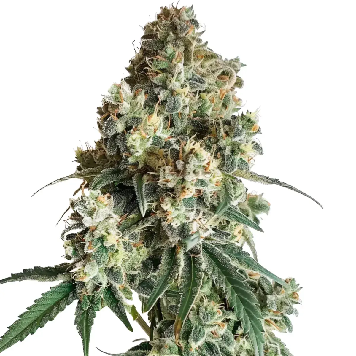 Cereal Milk Auto