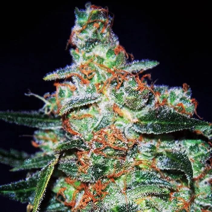 Cheese Auto