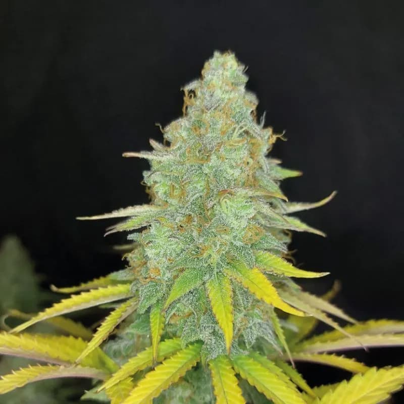Choco Kush Auto