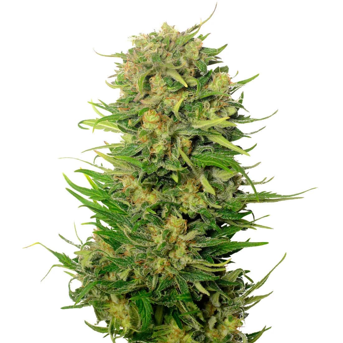 Choco Kush Auto