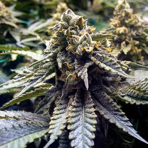 Chocolate Mint OG 2.0