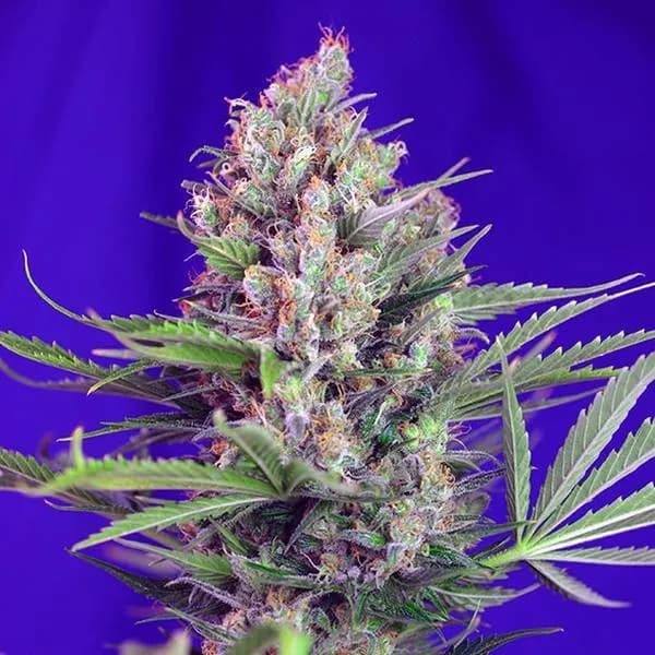 Cream Mandarine - F1 Fast Version